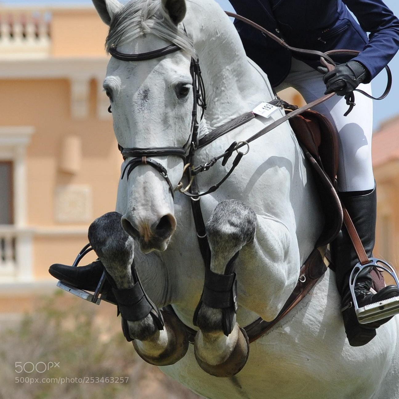 Nikon D700 sample photo. Horse photography
