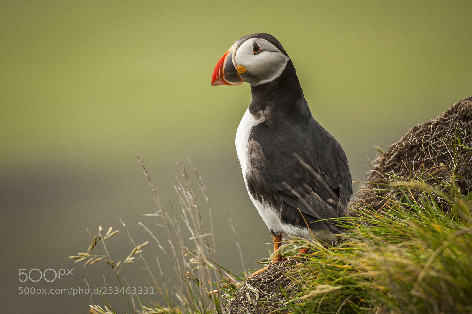 Nikon D5000 sample photo. Puffin photography