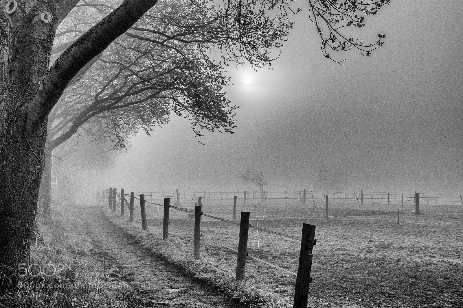 Nikon D500 sample photo. Morning fog at the photography
