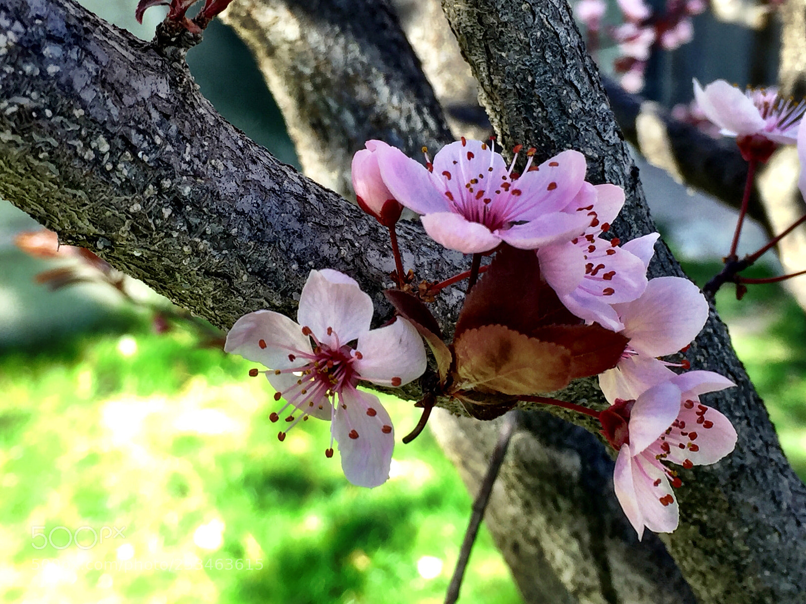 Apple iPhone 6 Plus sample photo. Bahar çiçekleri photography