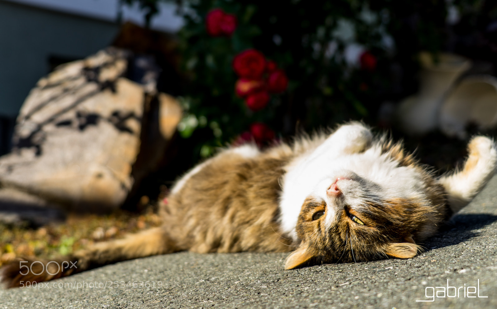 Sony a7 sample photo. The lazy cat photography