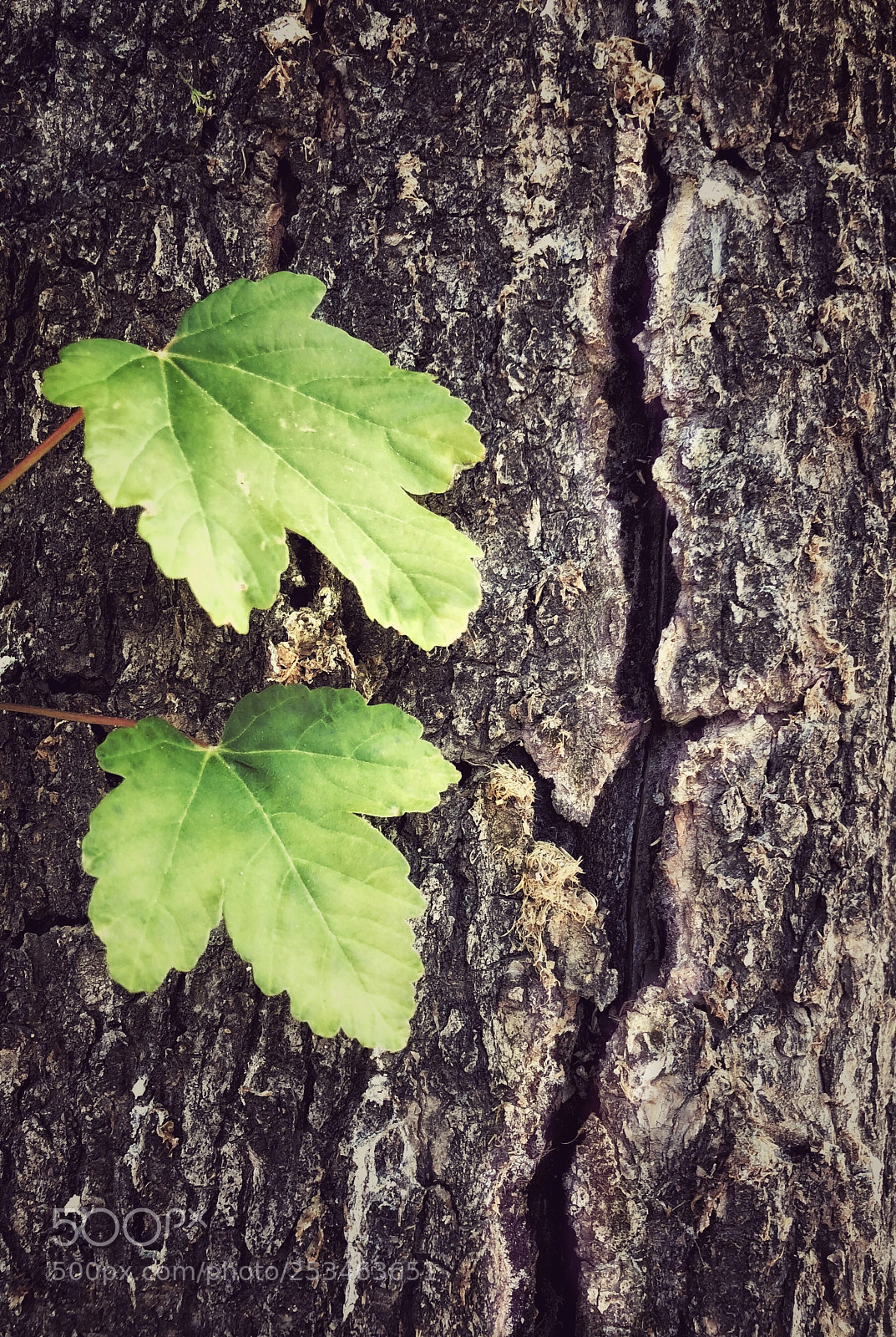 Apple iPhone X sample photo. The hope of life photography