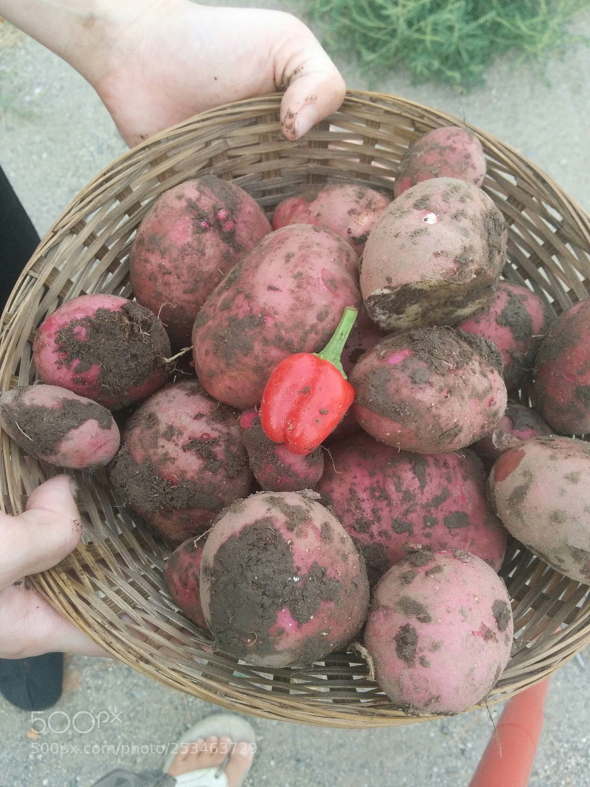 LG Nexus 5 sample photo. Taters precious photography