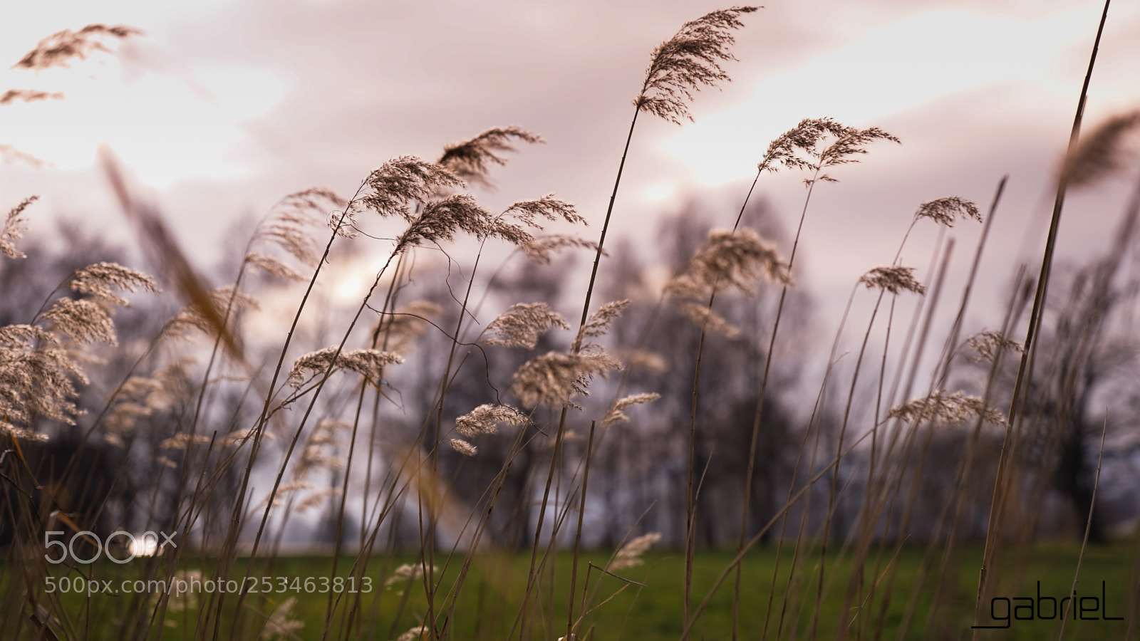 Sony a7 sample photo. Reed in the wind photography