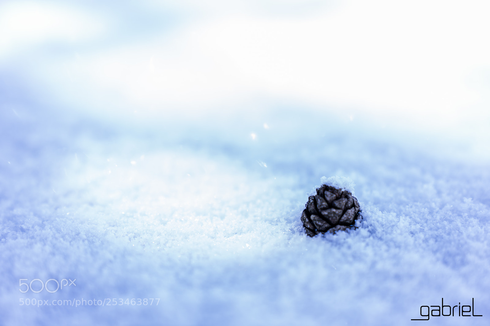 Sony a7 sample photo. Pinecone photography