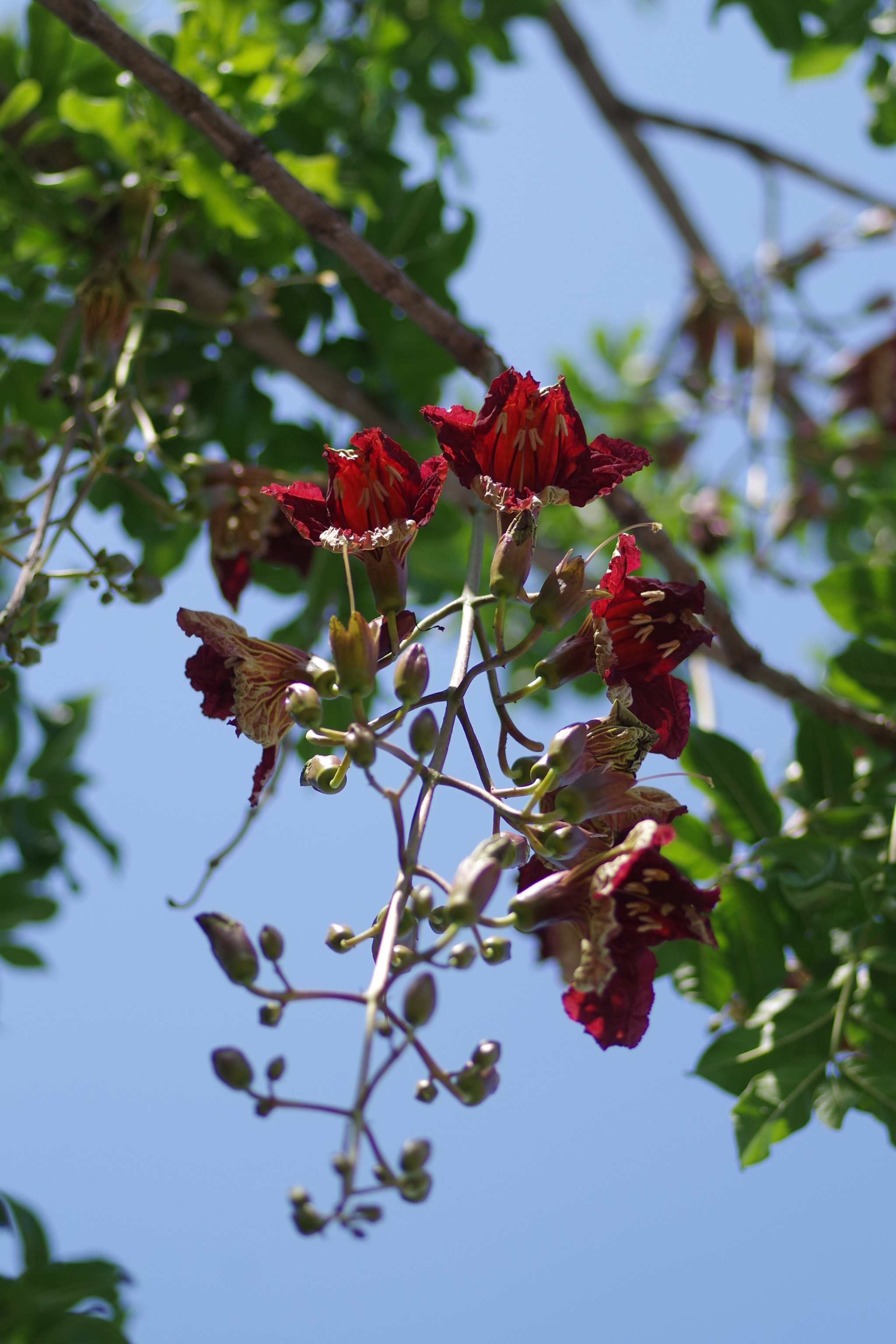 Pentax K-S2 + Pentax smc D-FA 100mm F2.8 Macro WR sample photo. 臘腸樹 kigelia pinnata (jacq.) dc. photography