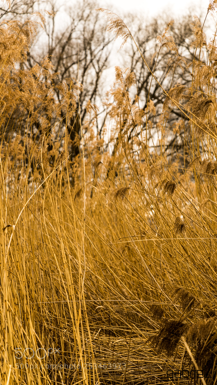 Sony a7 sample photo. Reed photography