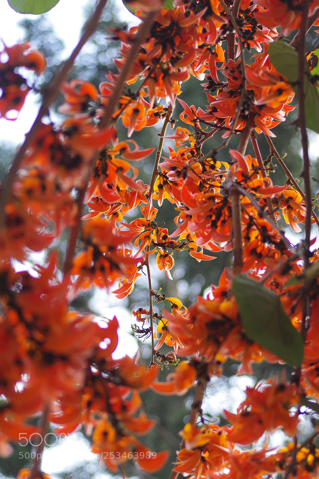 Pentax K-S2 sample photo. 膠蟲樹 butea monosperma (lam.) ktze photography