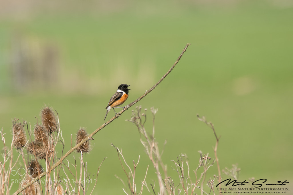 Canon EOS 80D sample photo. Roodborsttapuit photography