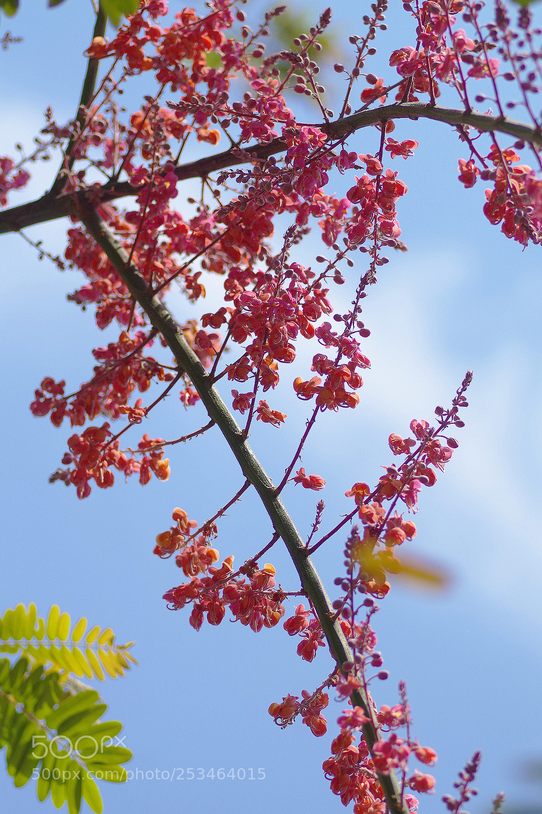 Pentax K-S2 sample photo. 大果鐵刀木 cassia grandis l. f. photography