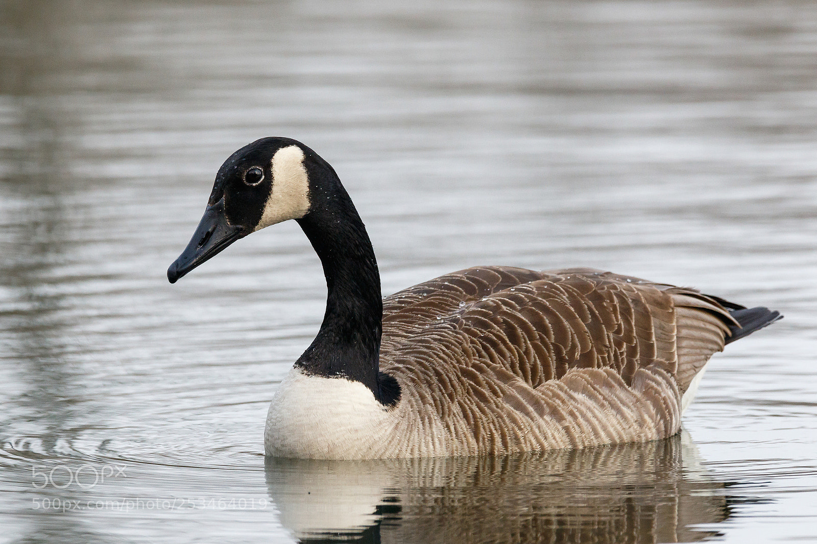 Canon EOS 7D Mark II sample photo. Goose photography