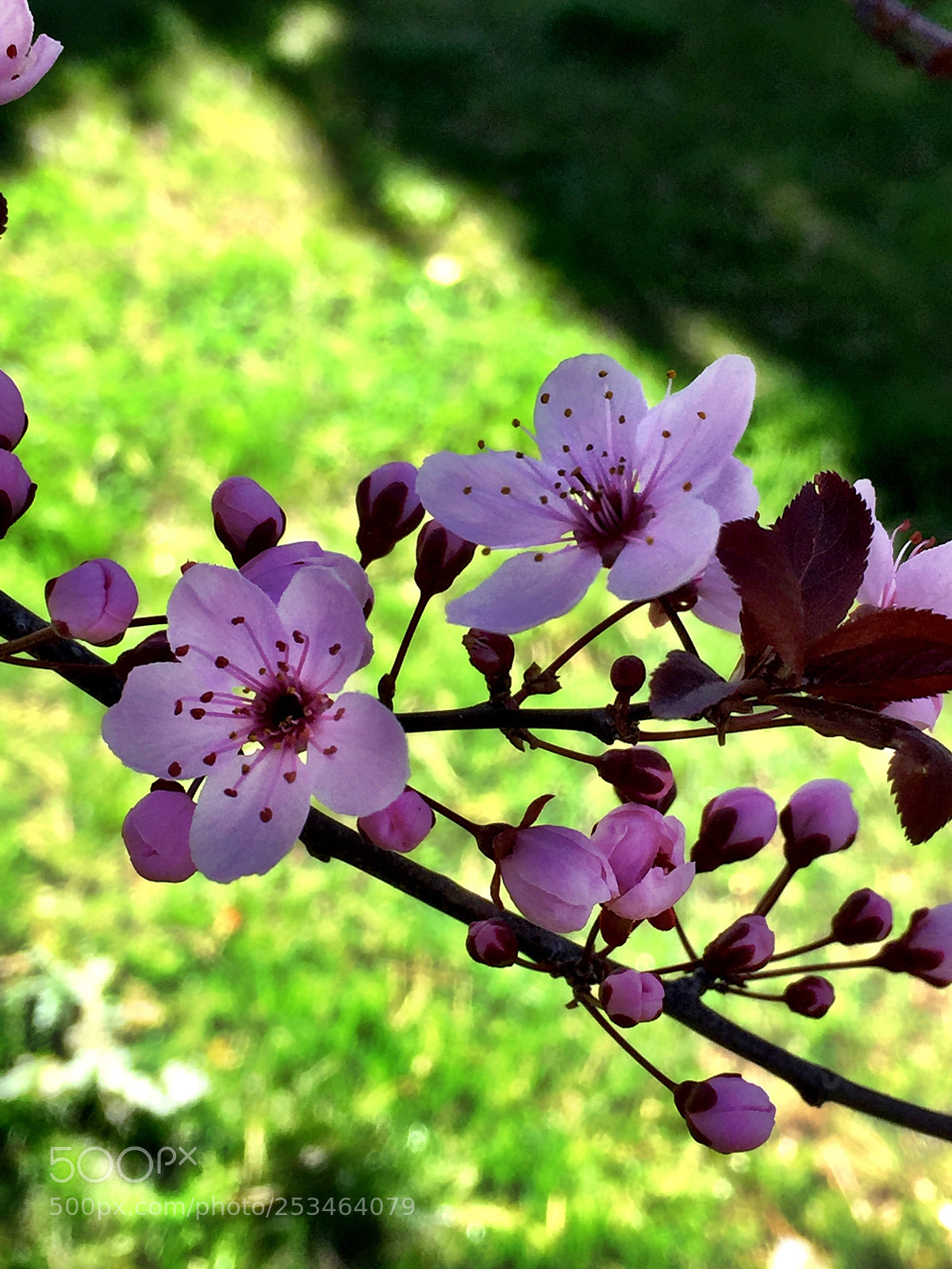 Apple iPhone 6 Plus sample photo. Untitled photography