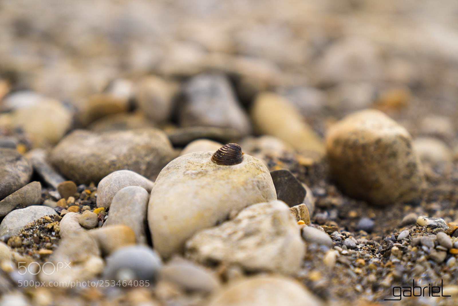 Sony a7 sample photo. Shellfish photography
