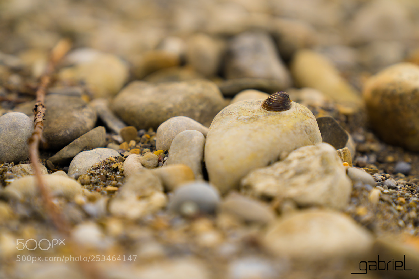 Sony a7 sample photo. Shell photography