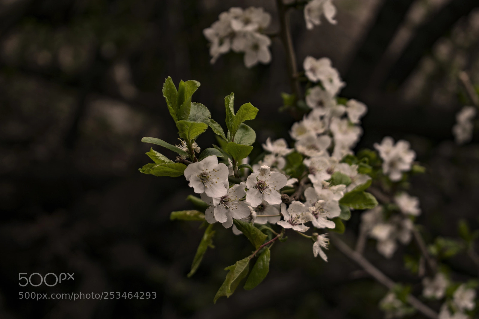 Nikon D5300 sample photo. Spring time photography