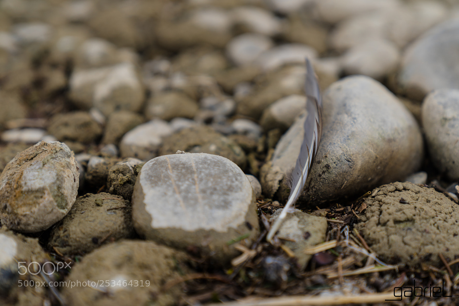 Sony a7 sample photo. Feather photography