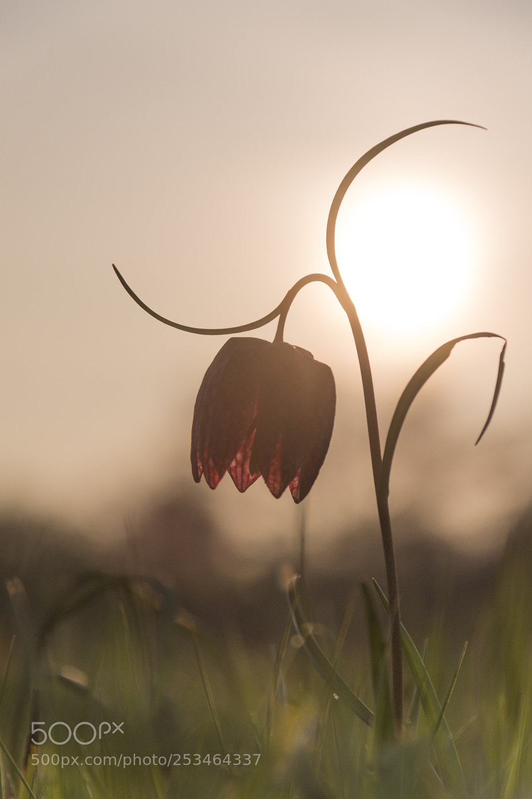 Sony ILCA-77M2 sample photo. Snakes head fritillary photography