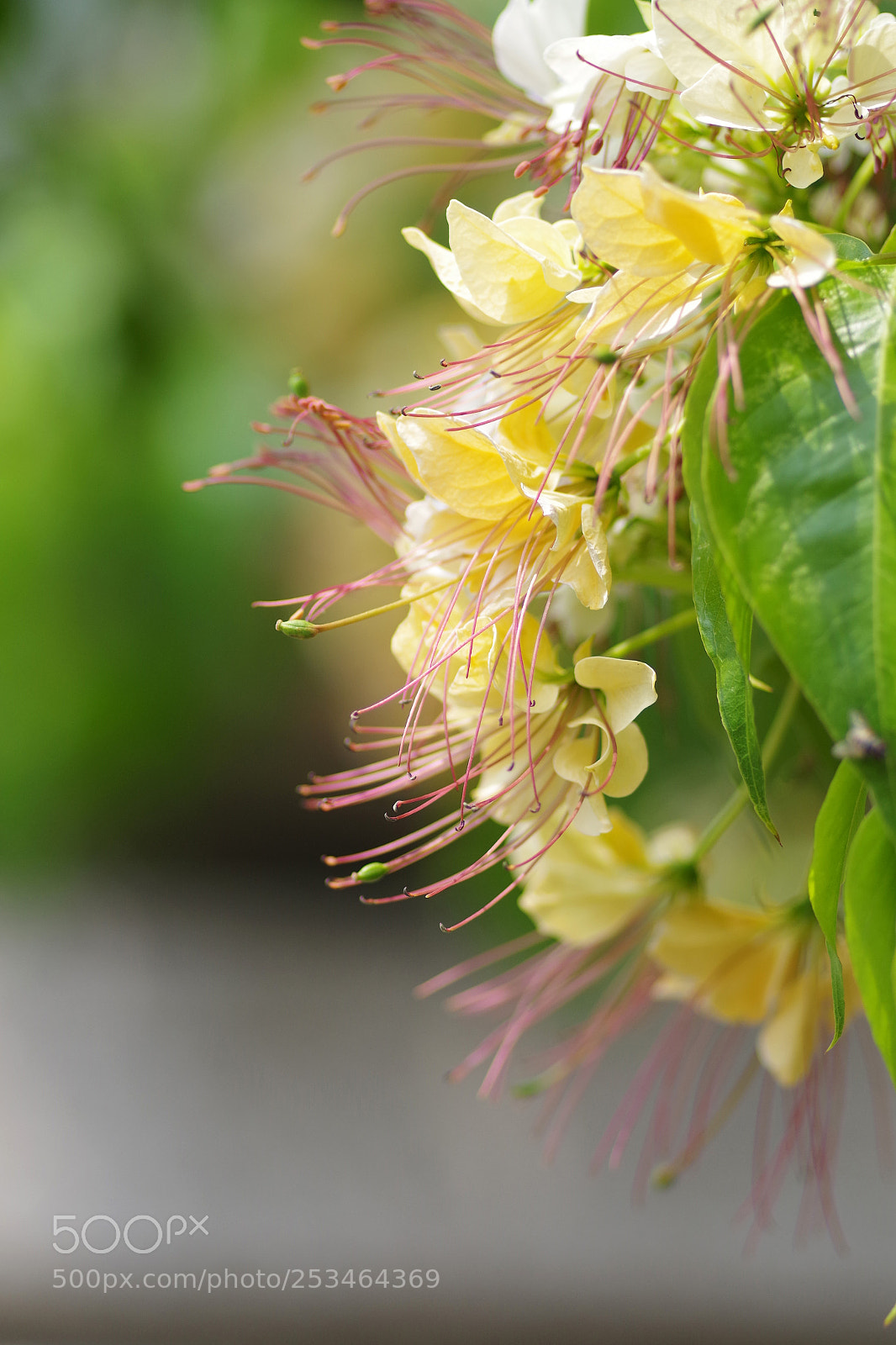 Pentax K-S2 sample photo. 加羅林魚木 crateva religiosa forst. f. photography