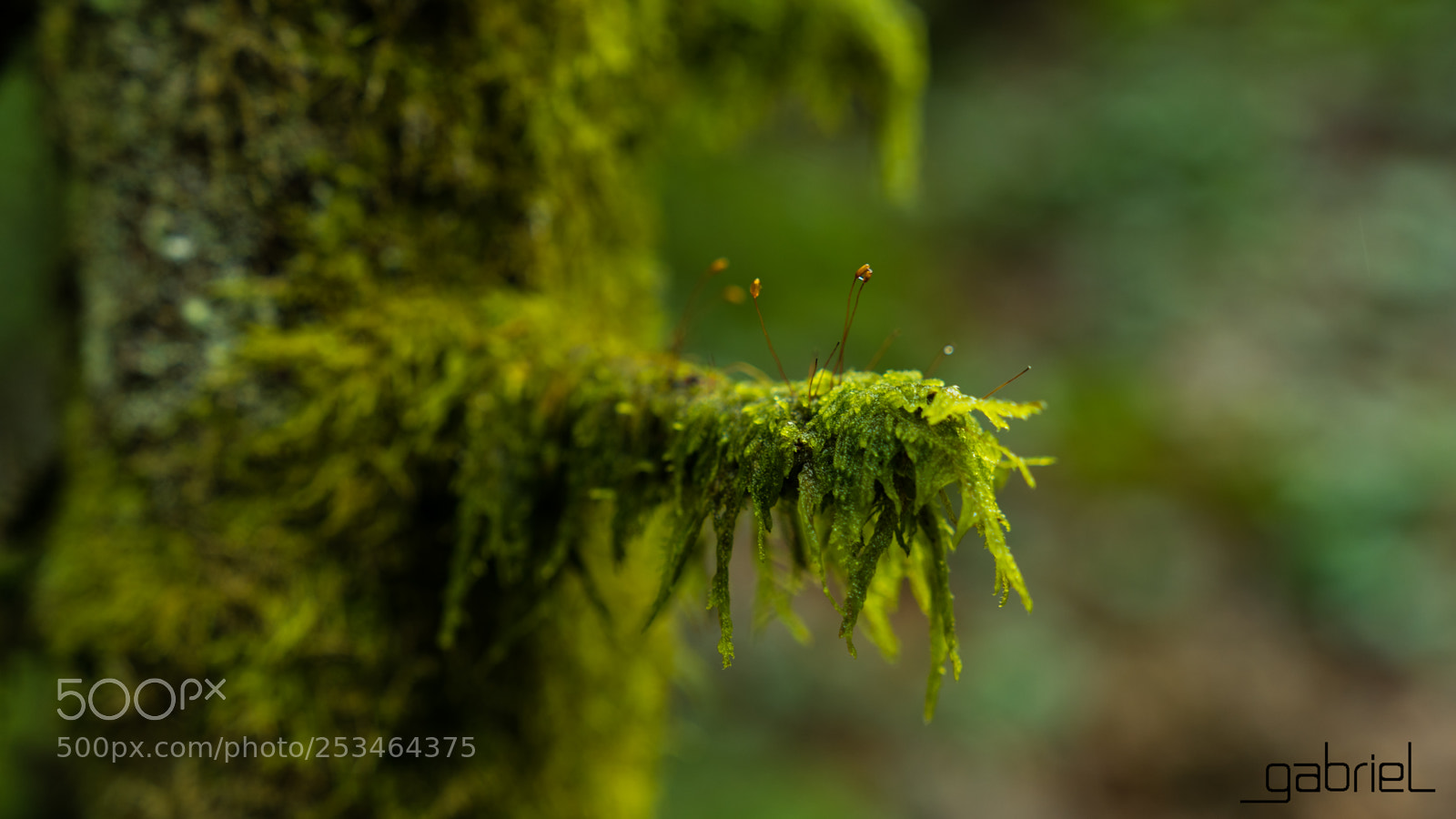 Sony a7 sample photo. In the woods photography