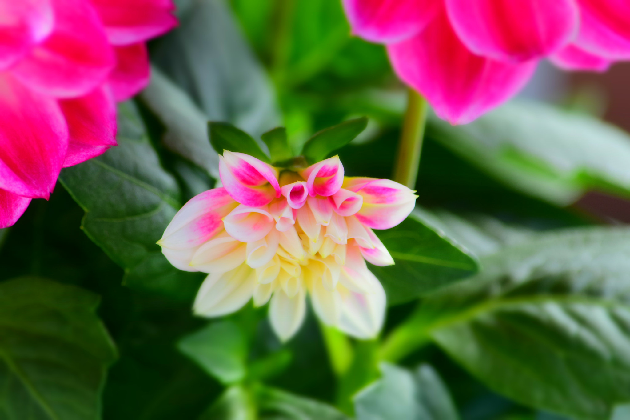 Nikon D3300 sample photo