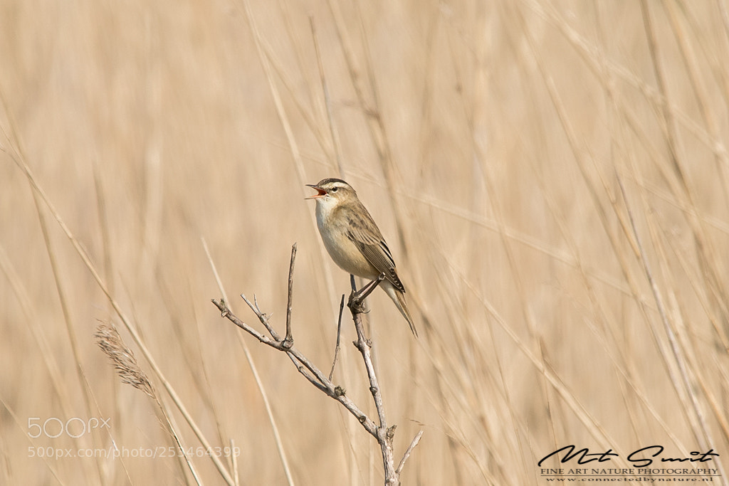 Canon EOS 80D sample photo. Sedge warbler photography