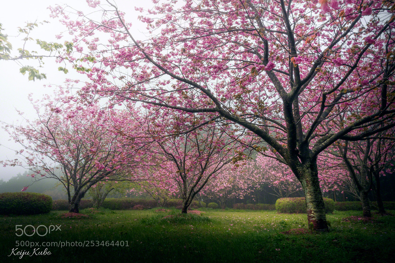 Sony a7R III sample photo. Sakura in the mist photography