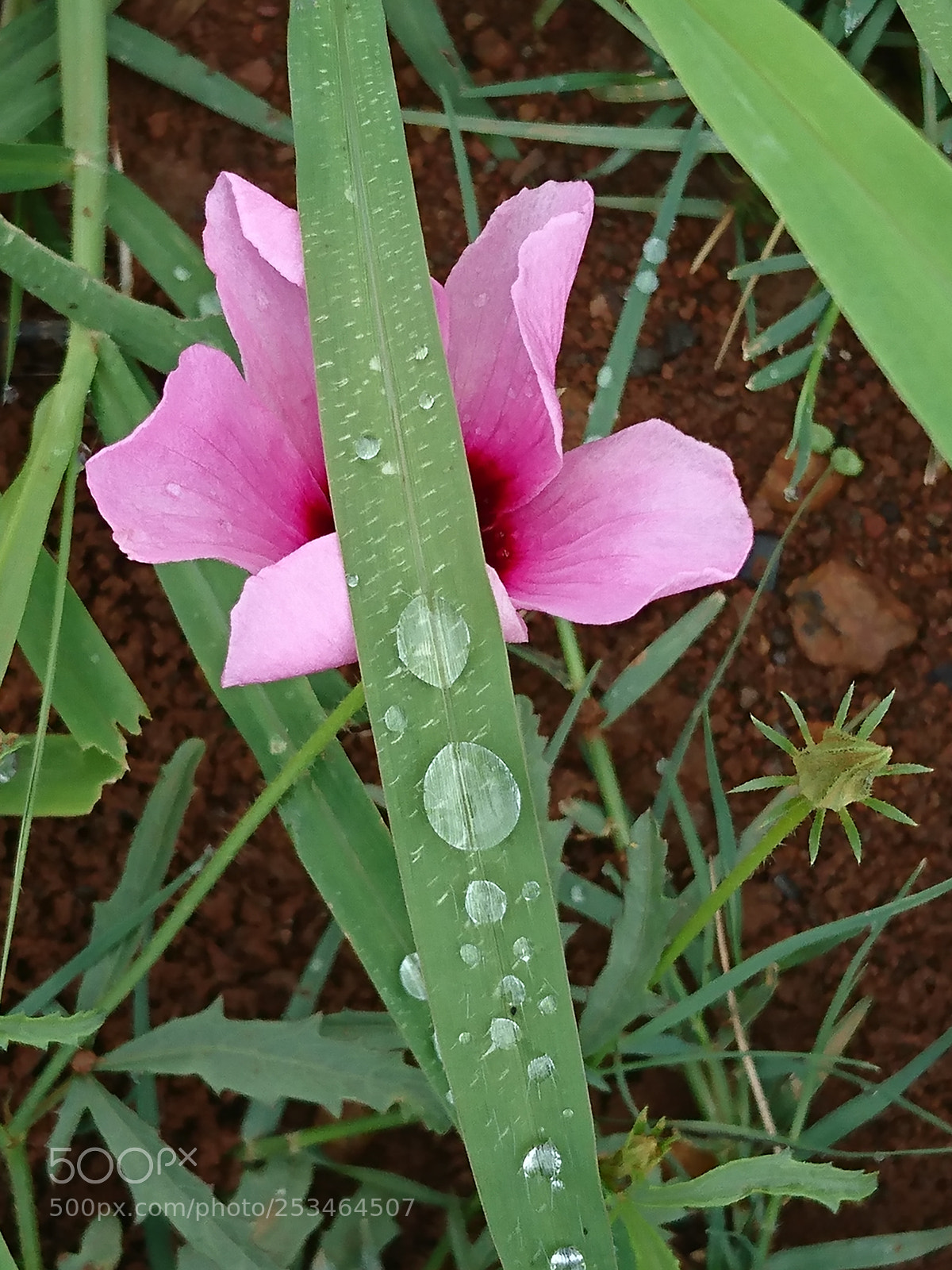 Sony Xperia XZ sample photo. Untitled photography