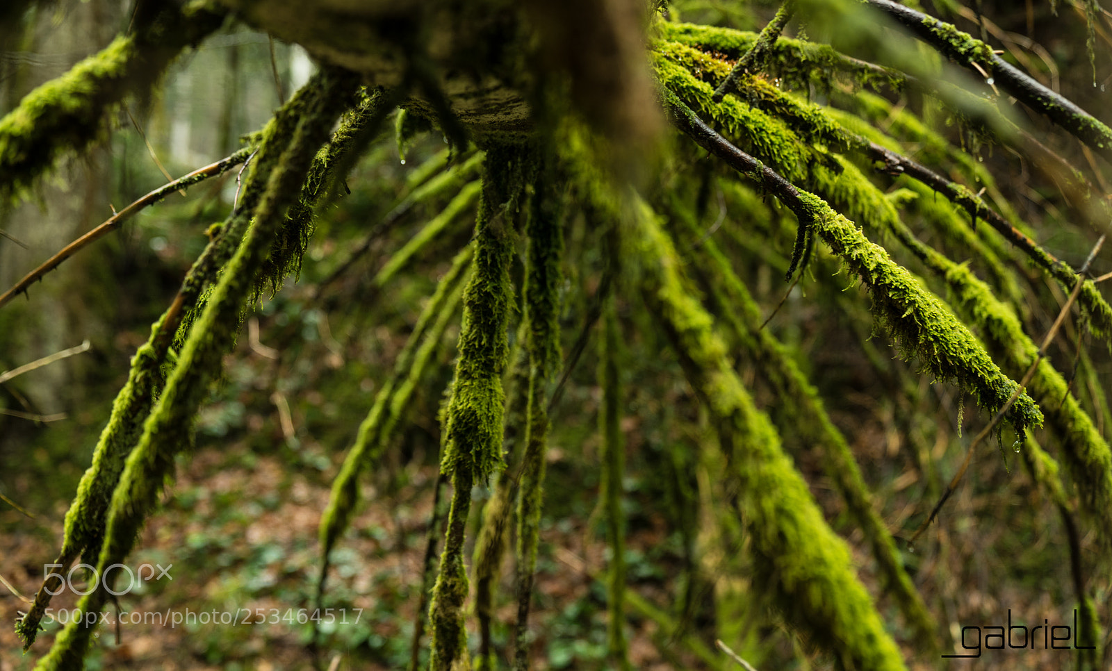 Sony a7 sample photo. Green spider photography