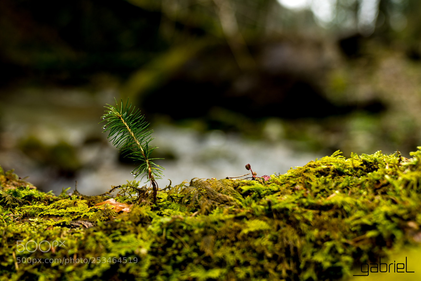Sony a7 sample photo. The tree on tree photography