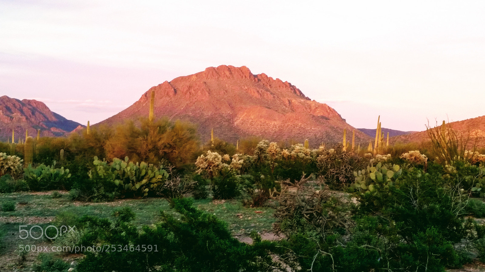 Samsung Galaxy S5 sample photo. Life in the desert photography