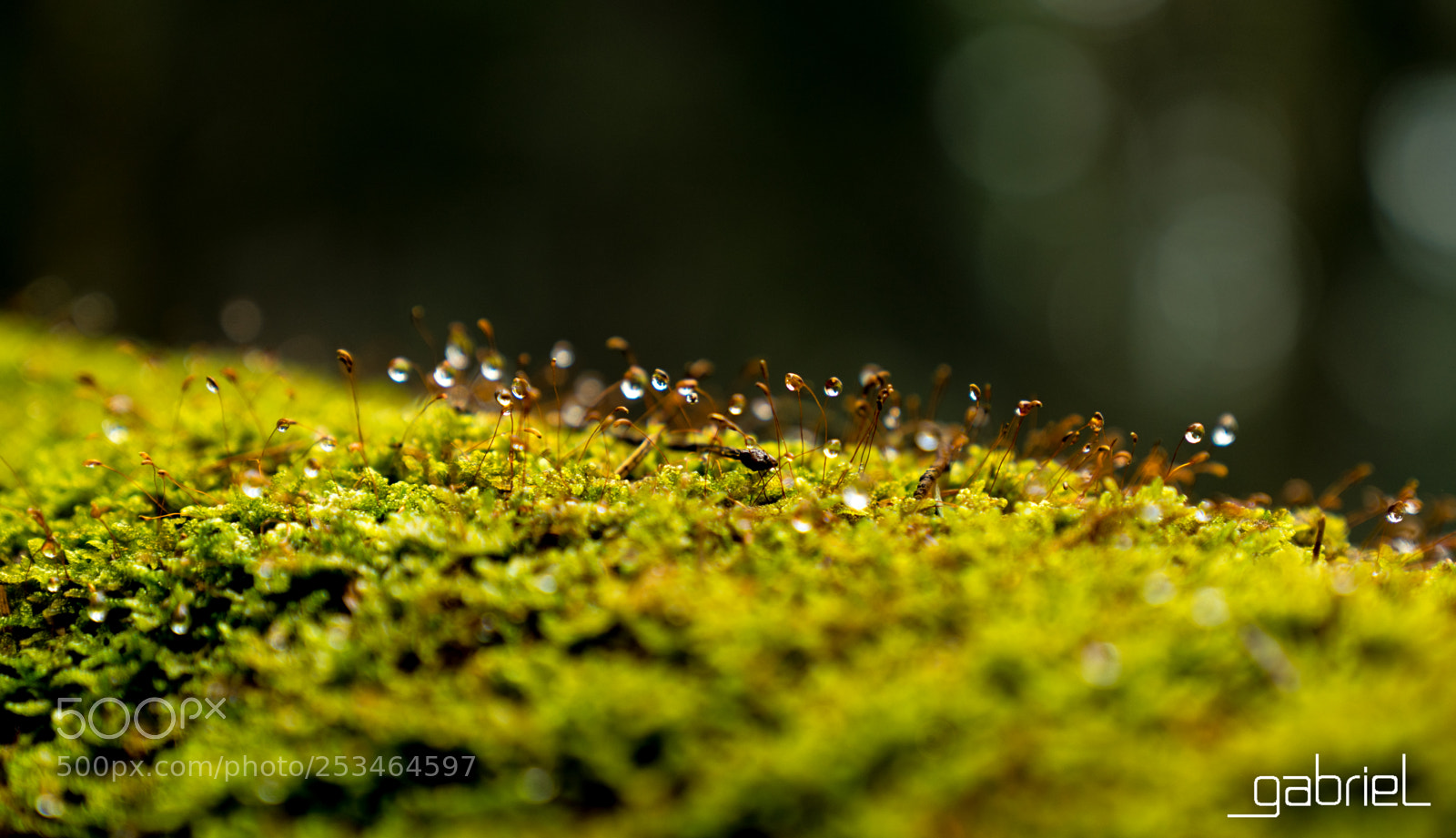 Sony a7 sample photo. Waterdrops photography