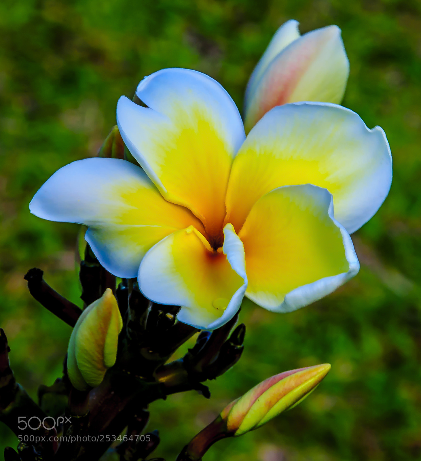 Nikon D300 sample photo. Plumeria closeup photography