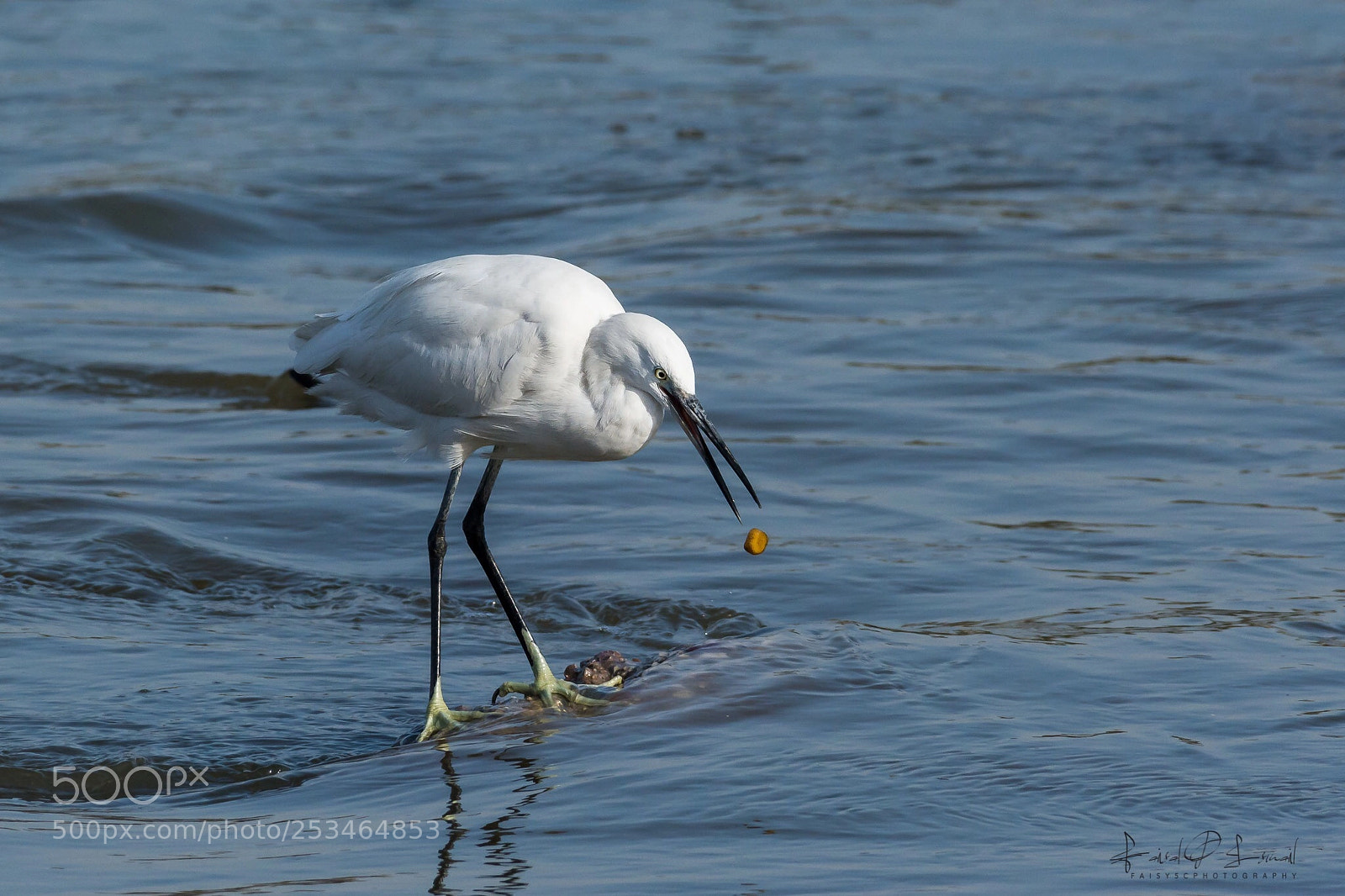 Nikon D7100 sample photo. Great egret  photography