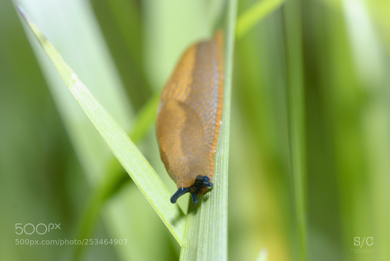 Nikon D80 sample photo. Snail #2 photography