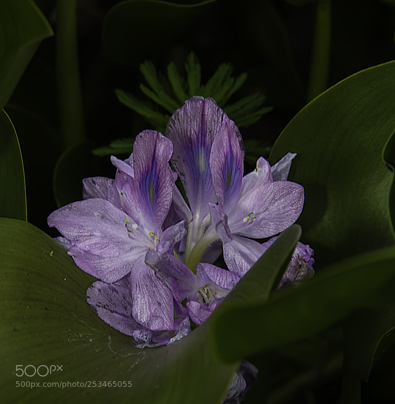 Canon EOS 5DS sample photo. Purple bloom photography