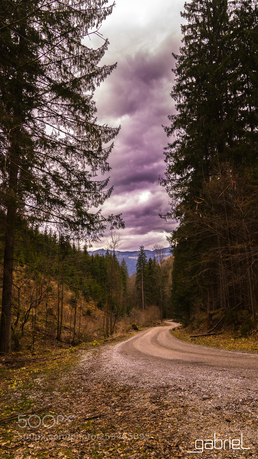 Sony a7 sample photo. Wood road photography
