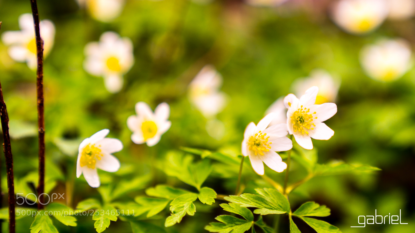 Sony a7 sample photo. Spring is comming photography