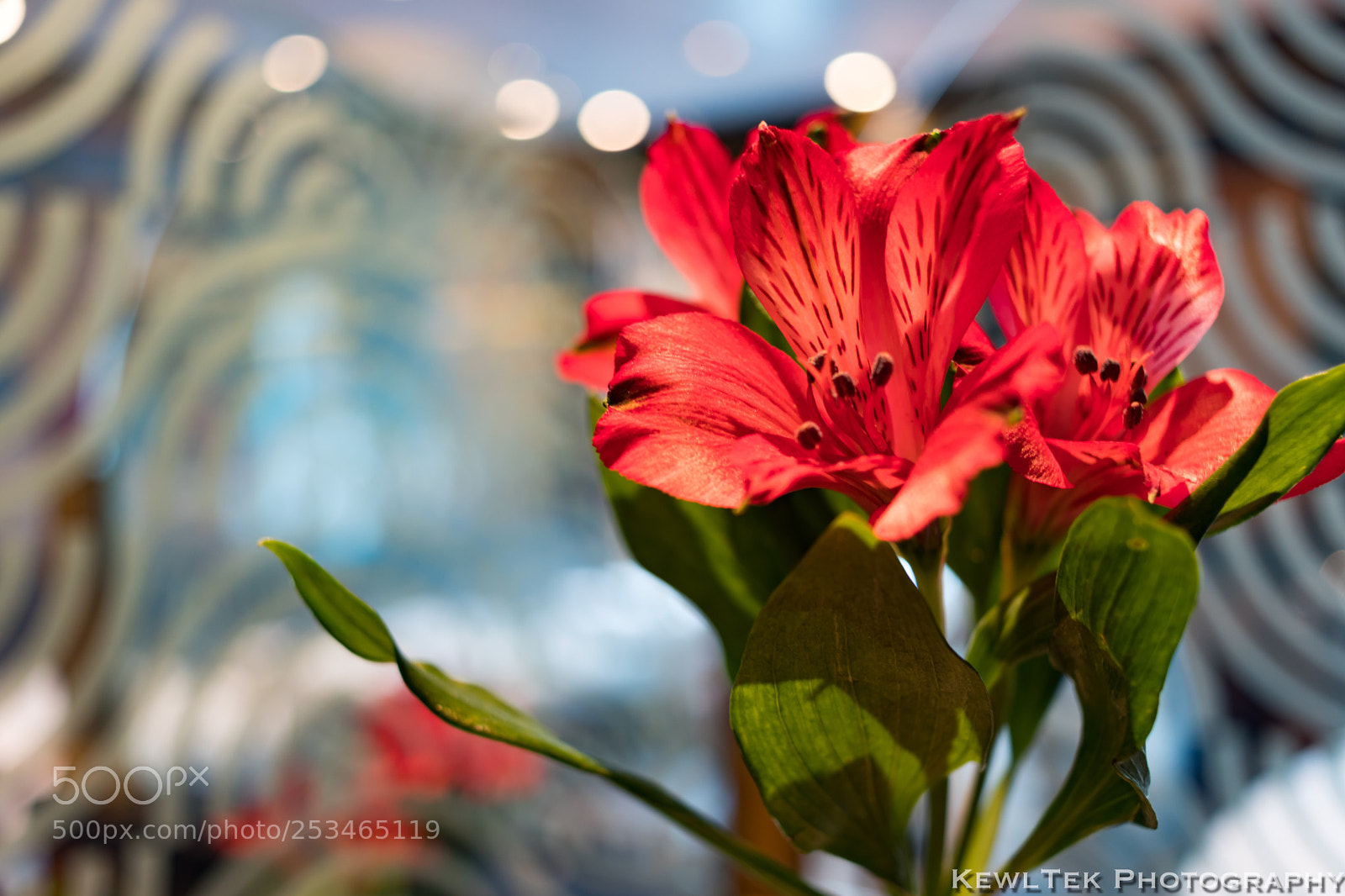 Canon EOS 80D sample photo. Tiger lilies  photography