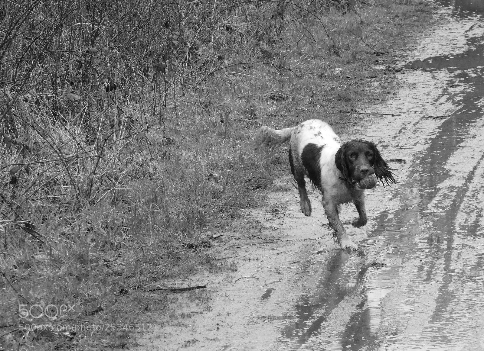 Panasonic Lumix DMC-ZS50 (Lumix DMC-TZ70) sample photo. The duke photography