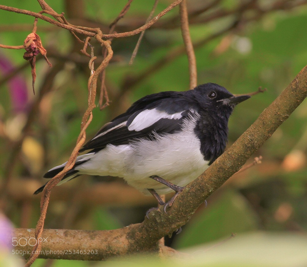 Canon EOS 7D sample photo. Untitled photography