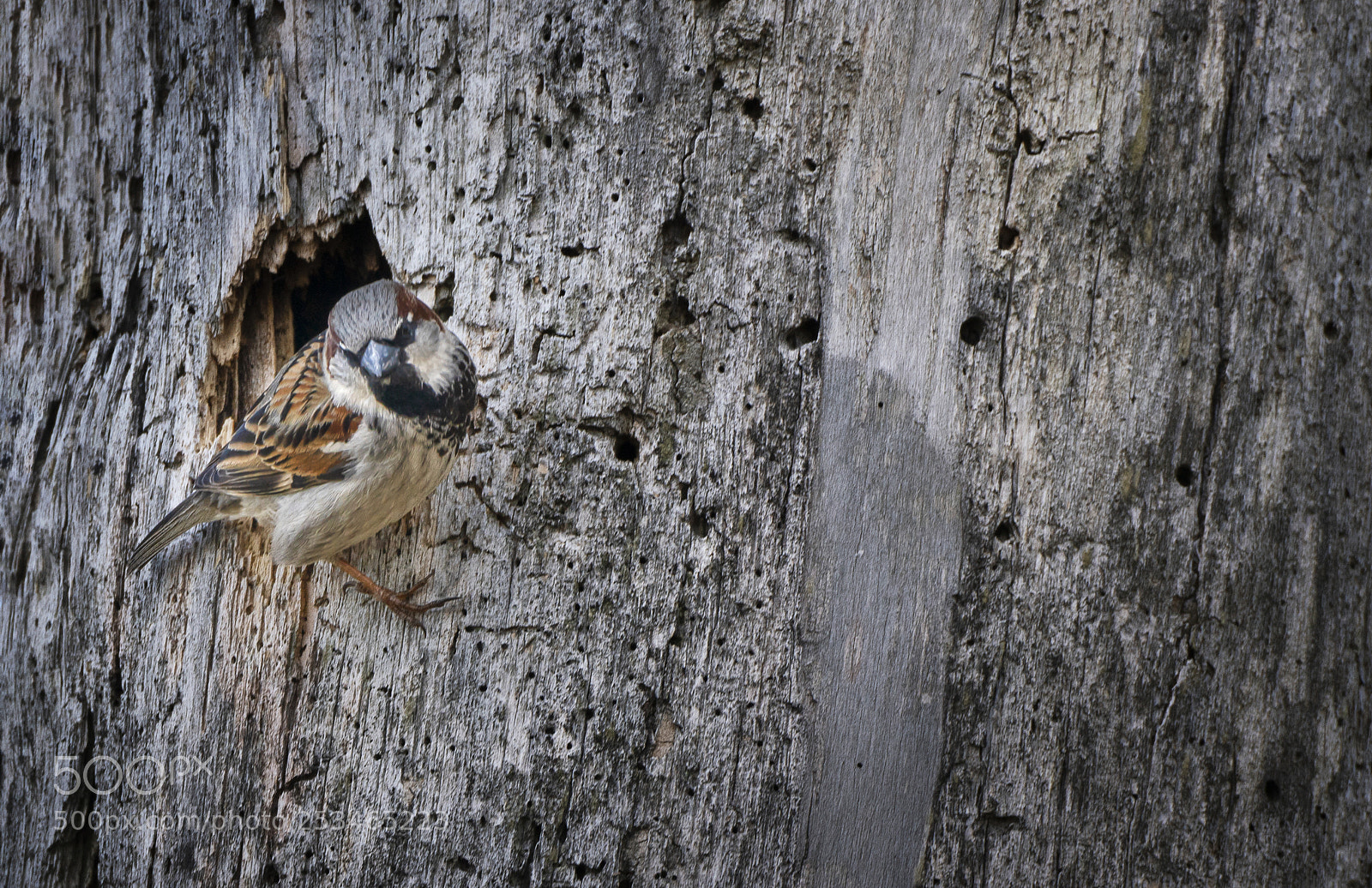 Sony a7R III sample photo. House sparrow photography