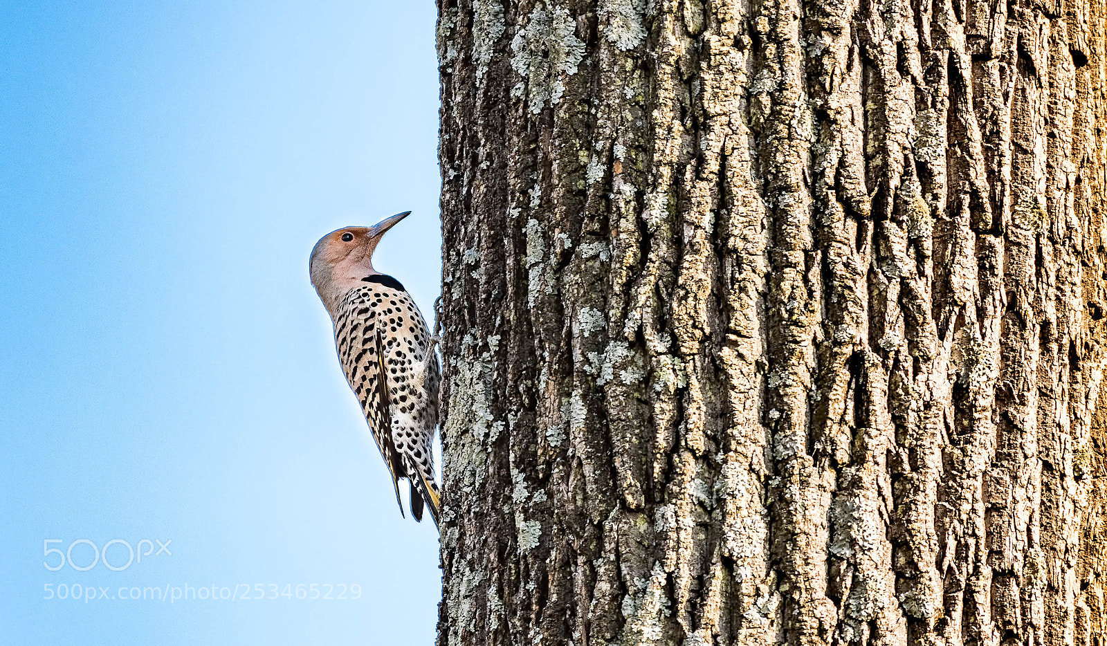 Nikon D500 sample photo. Northern flicker, female photography