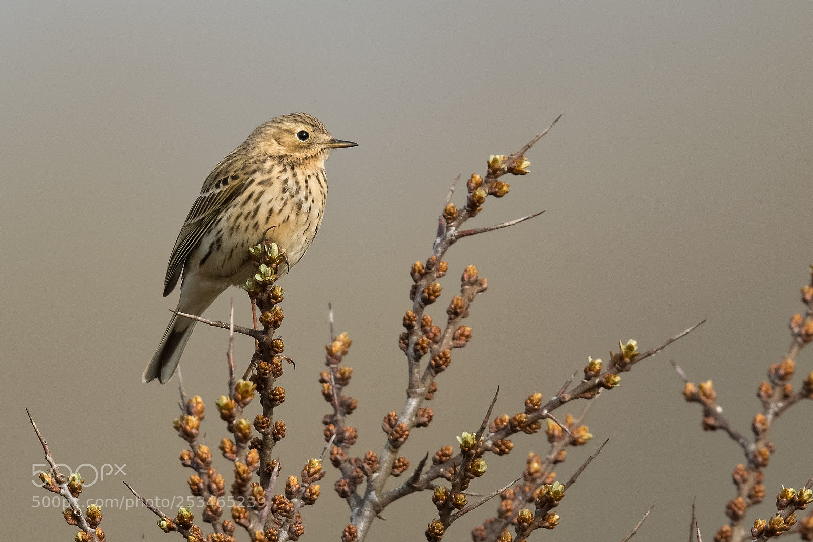 Nikon D500 sample photo. Meadow pipit photography