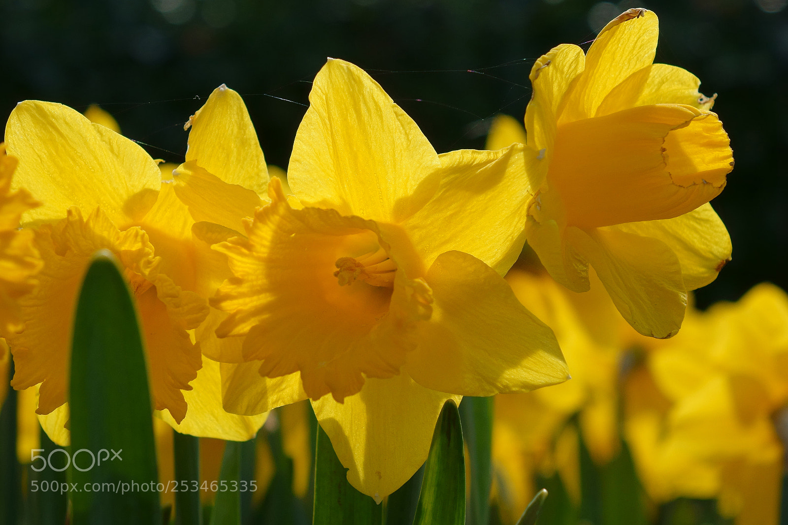 Sony Cyber-shot DSC-RX10 sample photo. Daffodils photography