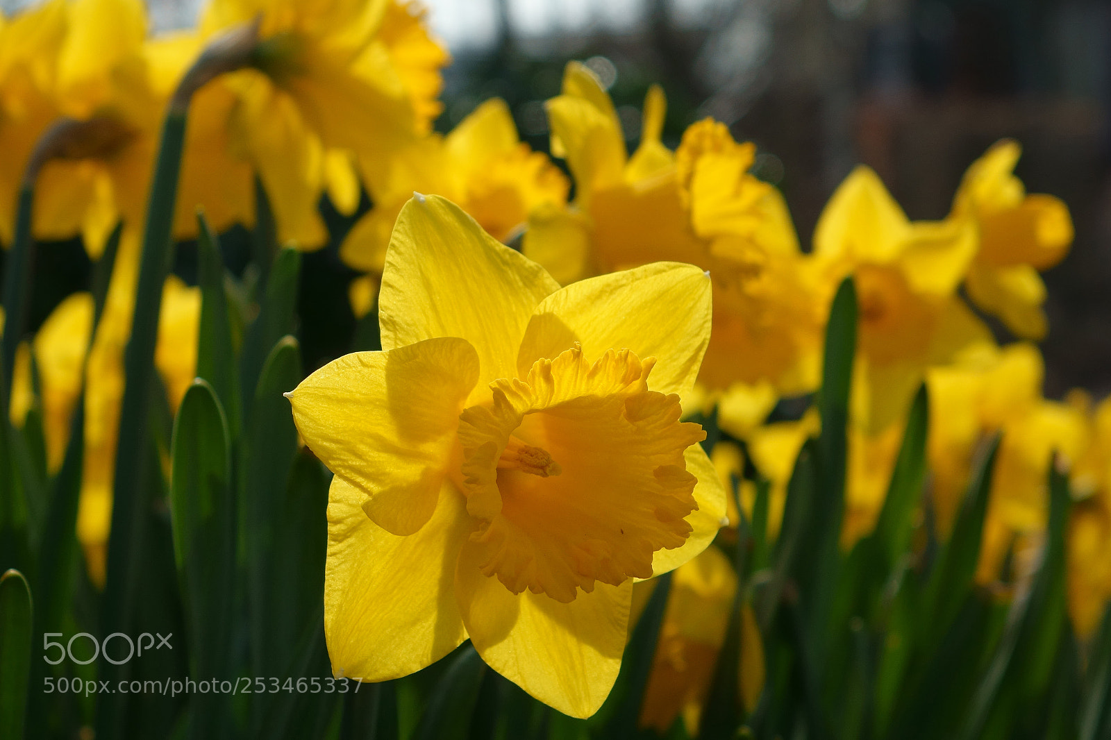 Sony Cyber-shot DSC-RX10 sample photo. Daffodil photography