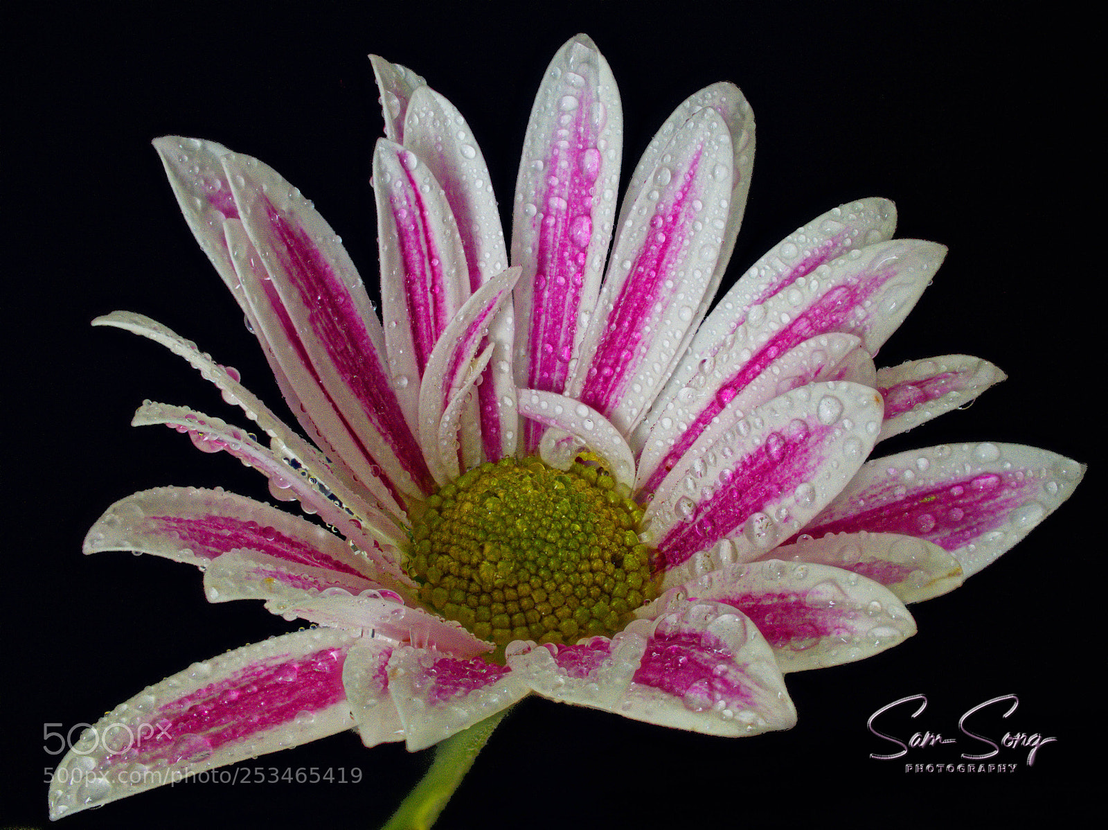 Olympus OM-D E-M10 III sample photo. Chrysanthemum photography