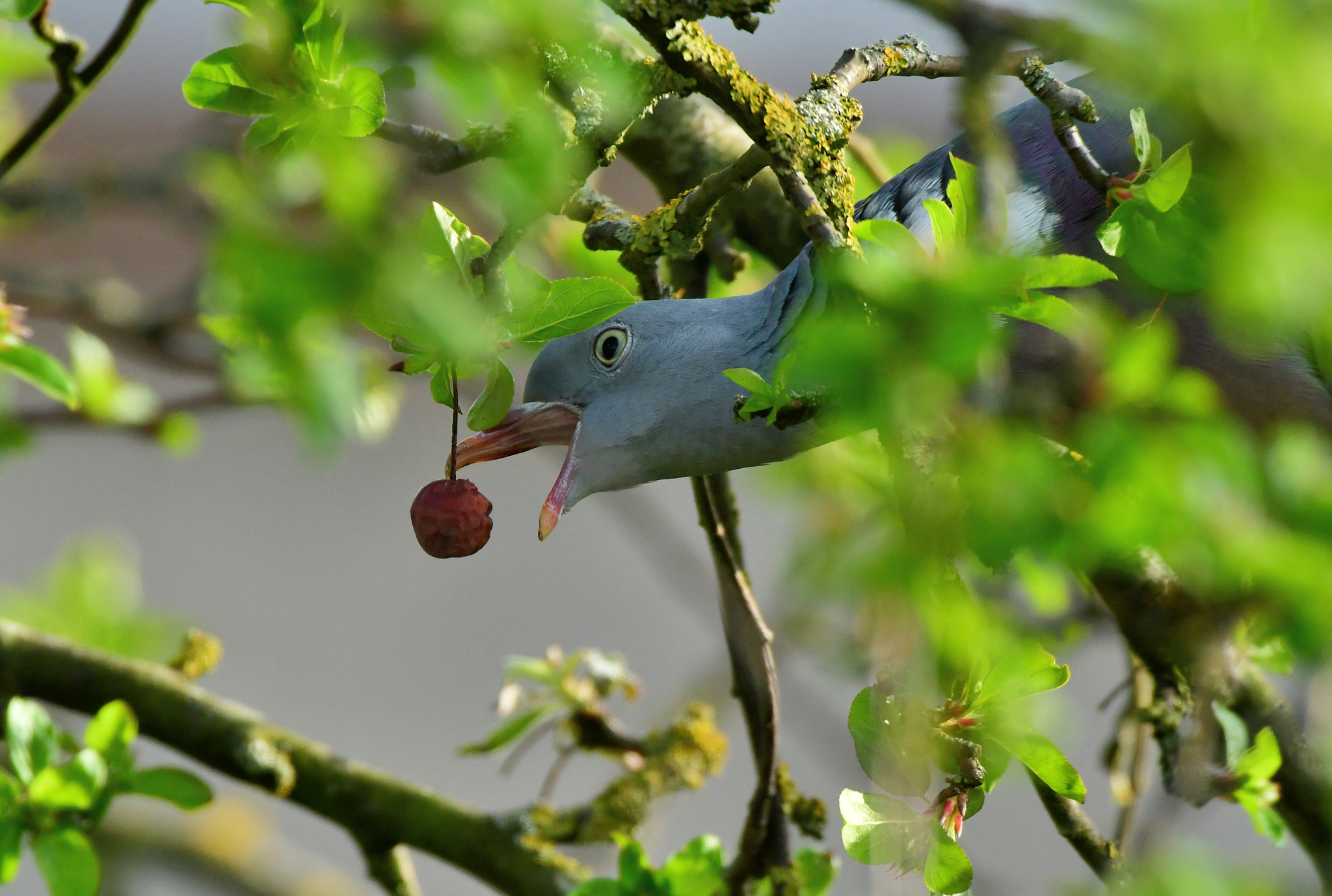 Nikon AF-S Nikkor 500mm F4G ED VR sample photo. Dove eats the last apple photography