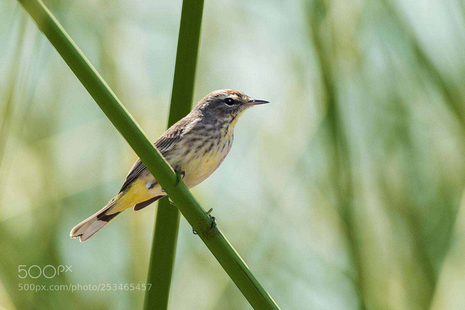 Canon EOS 6D Mark II sample photo. Yellow rumped warbler photography