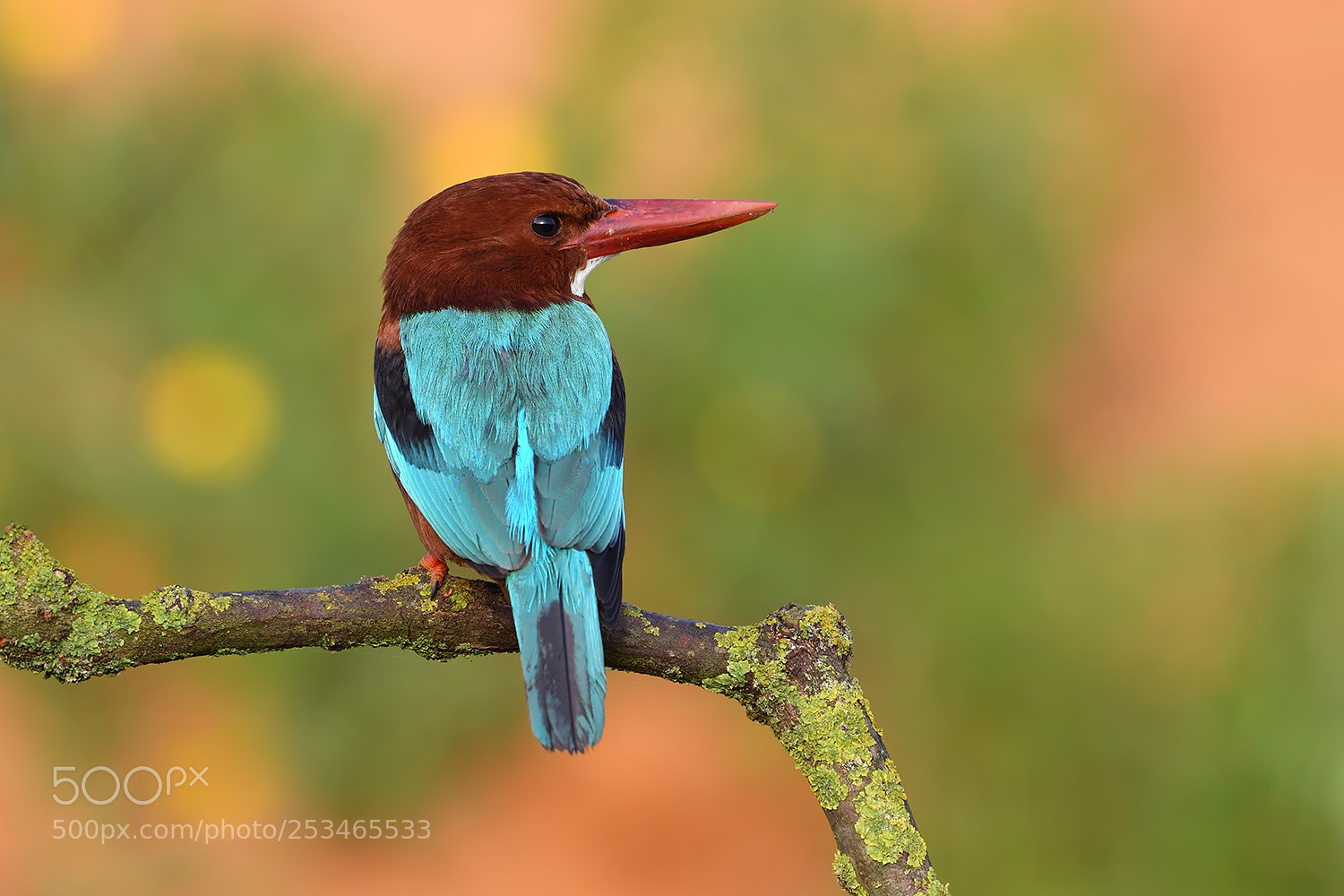 Nikon D500 sample photo. Kingfisher photography