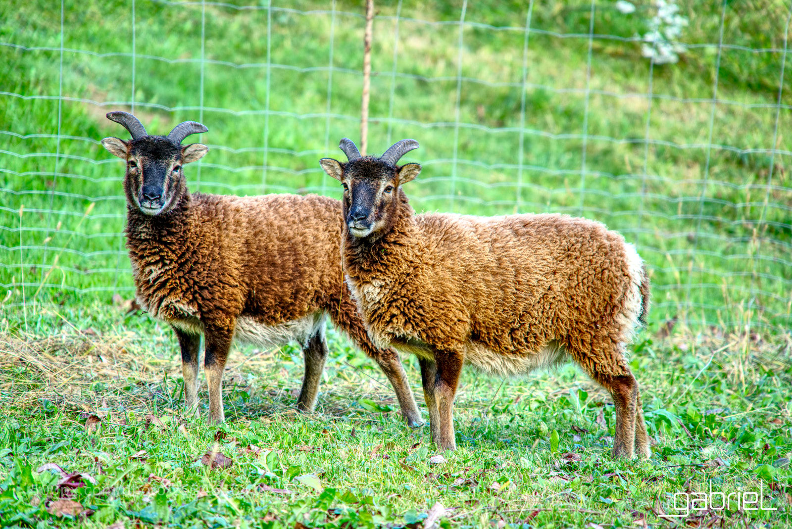 Sony a7 sample photo. Sheeps photography